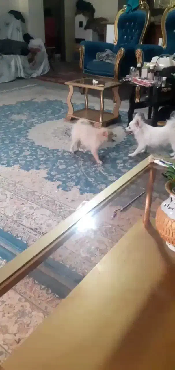 سگ پامرین اشپیز|سگ|فلاورجان, |دیوار