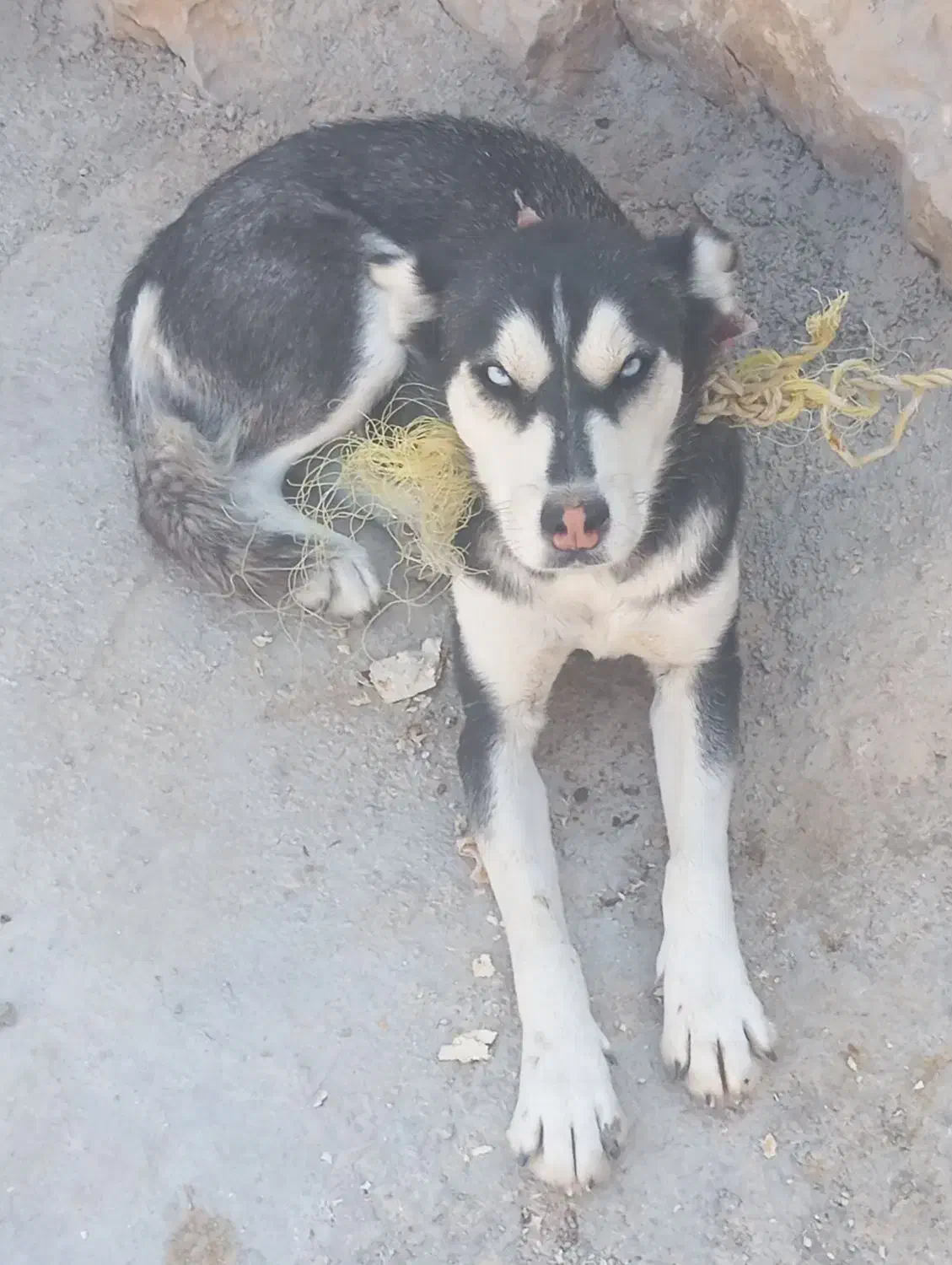 قیمت ۴ ، تخفیف پای معامله|سگ|دهدشت, |دیوار