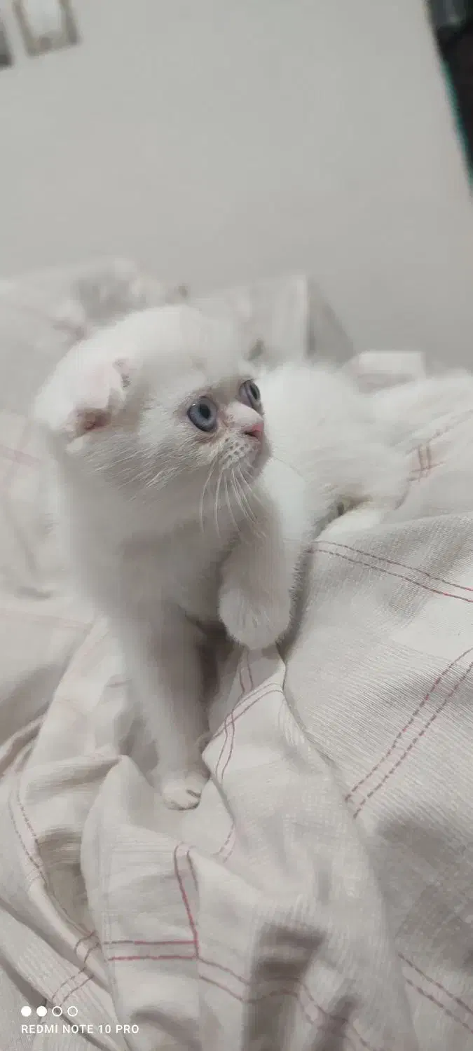 گربه اسکاتیش و پرشین|گربه|گنبد کاووس, |دیوار