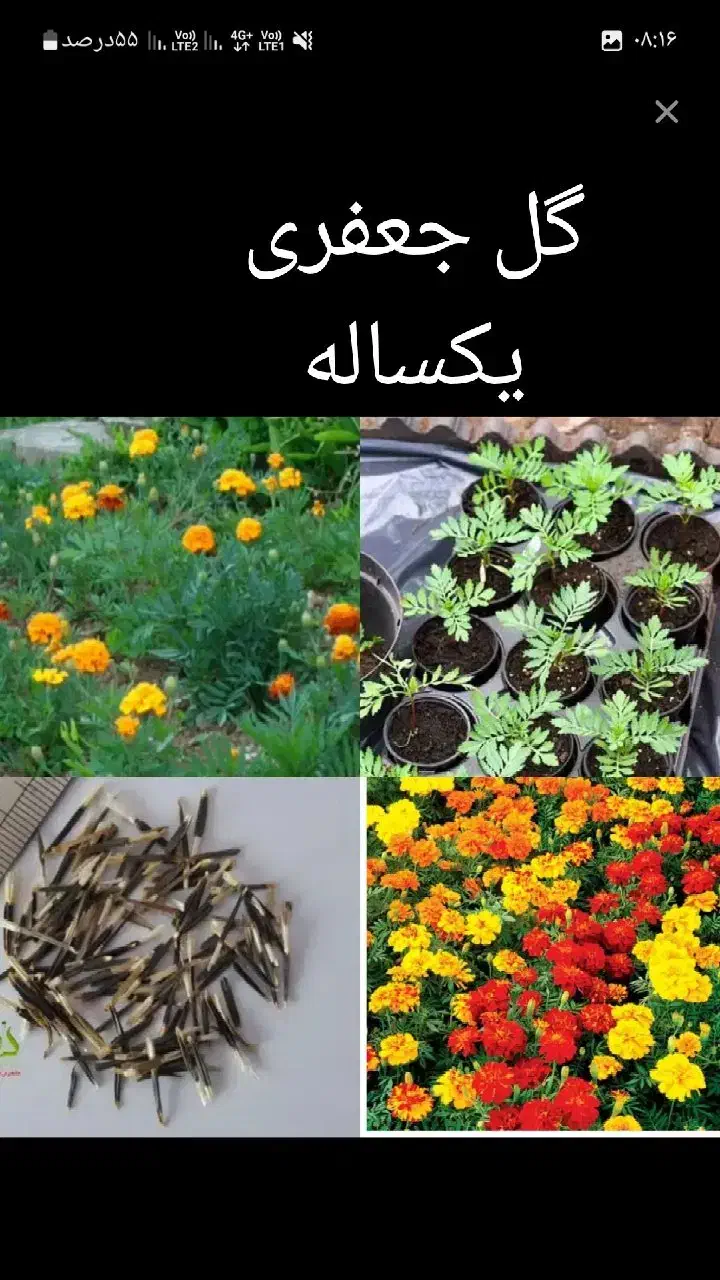 بذرگلهای‌یک‌ساله|گل و گیاه طبیعی|سوسنگرد, |دیوار
