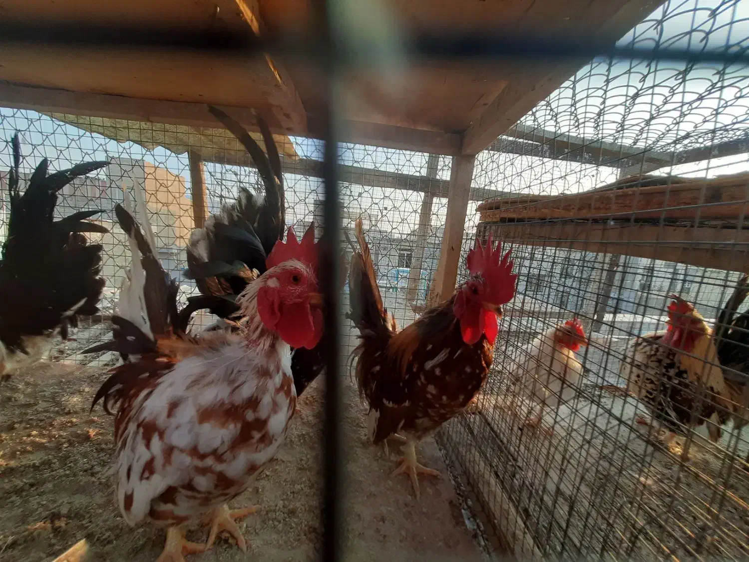 خروس جاپنست مینیاتوری|حیوانات مزرعه|تهران, کیانشهر|دیوار