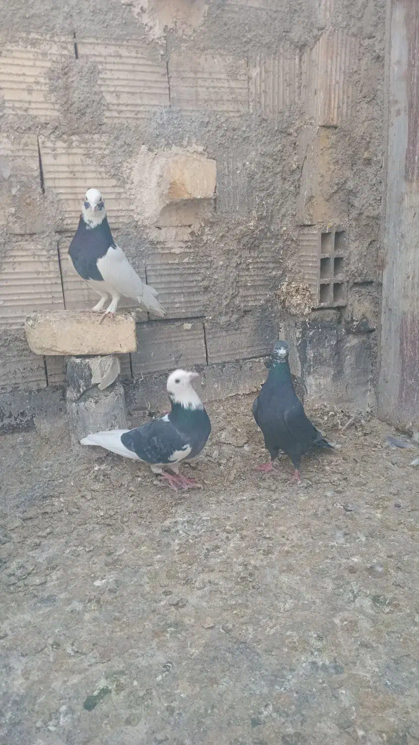 کفتریاکبوتر|پرنده|شیراز, ماه فیروزان|دیوار