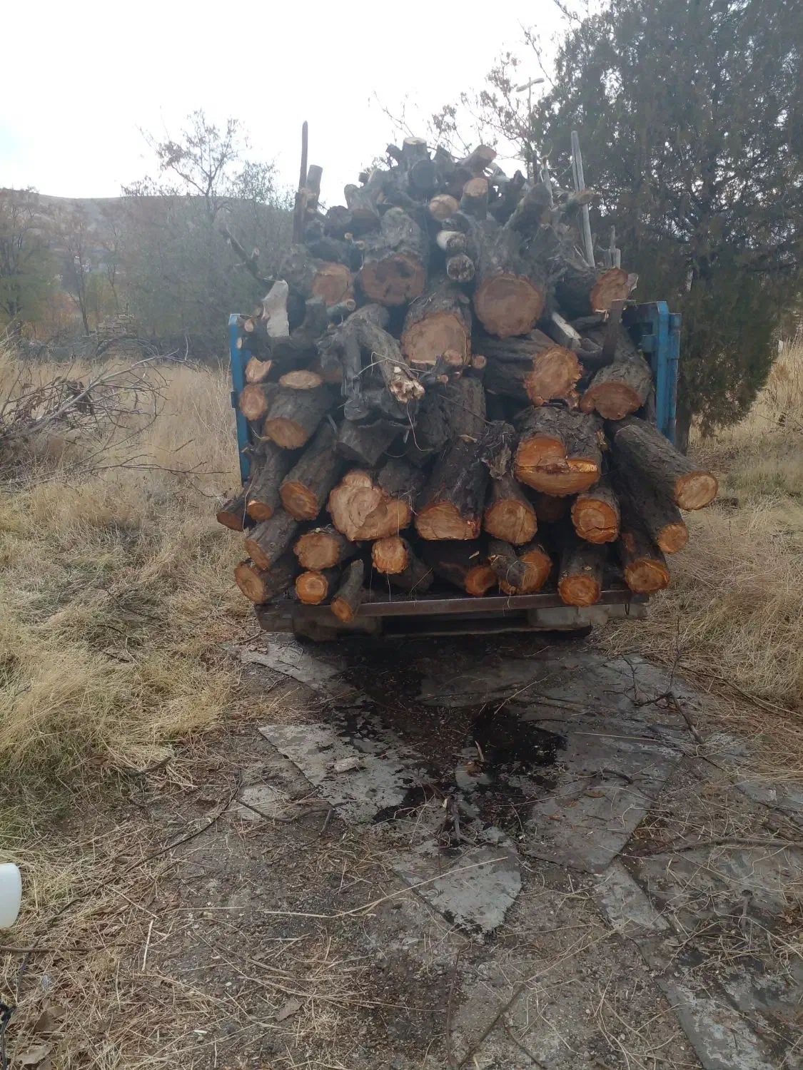 انواع درخت خریدارم|خدمات باغبانی و درختکاری|سنندج, |دیوار