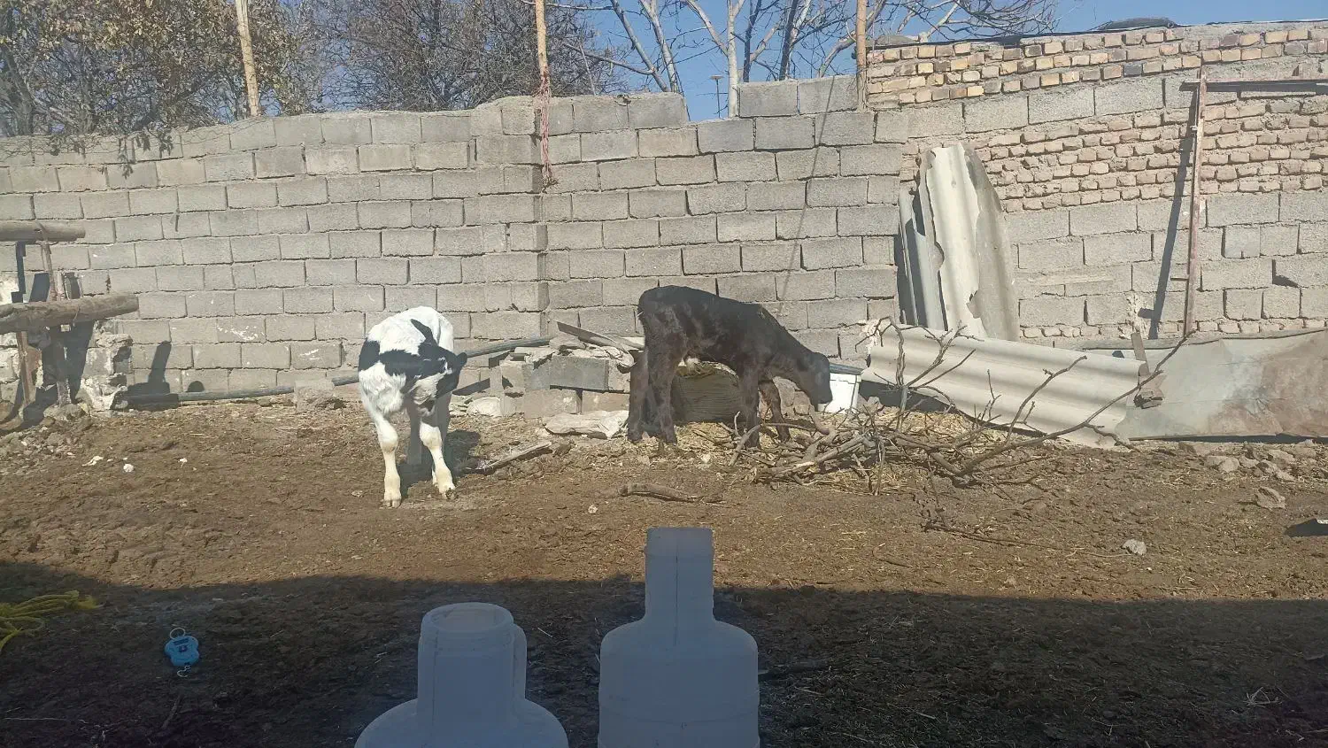 گوساله 1ماهه|حیوانات مزرعه|میان ولایت, |دیوار