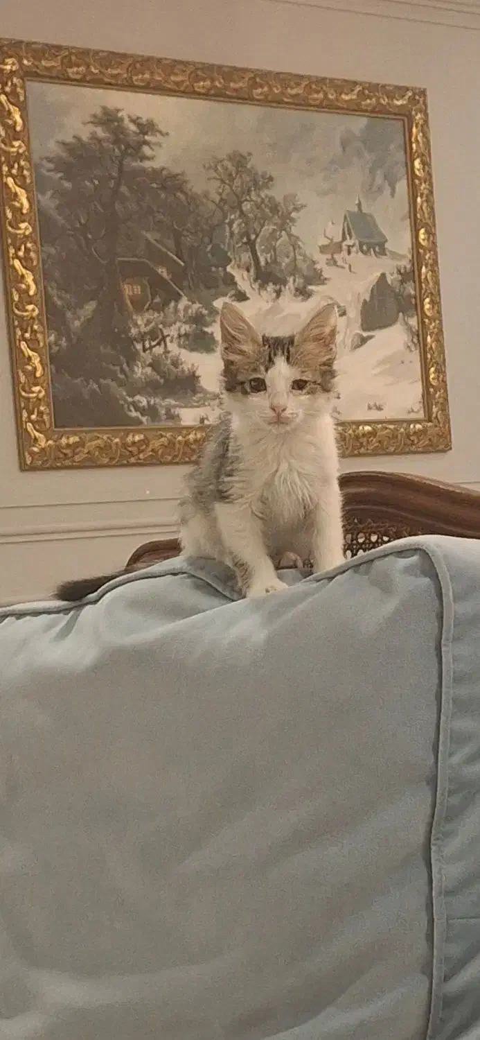 واگذاری گربه نر ۲/۵ ماهه دی اس اچ|گربه|تهران, قیطریه|دیوار