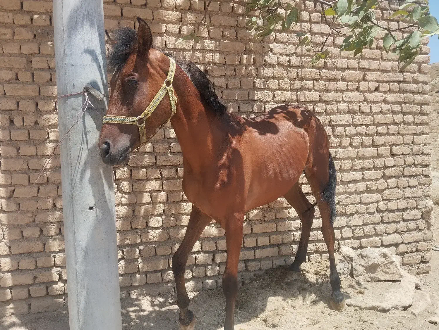 کره اسب دره شوری 2و 3ماهه|اسب و تجهیزات اسبسواری|داران, |دیوار