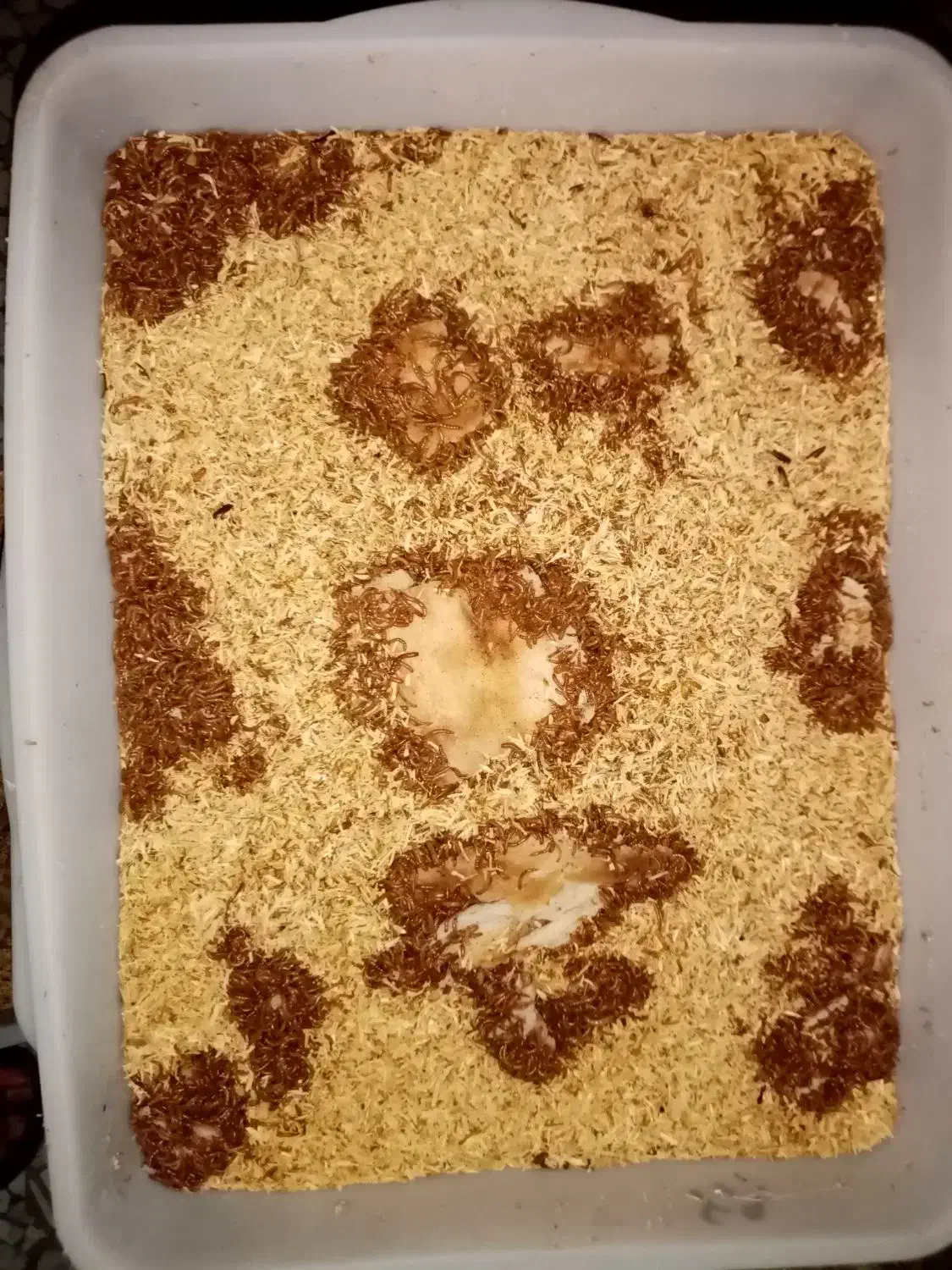 میلورم زنده درجه 1|خزنده|گنبد کاووس, |دیوار