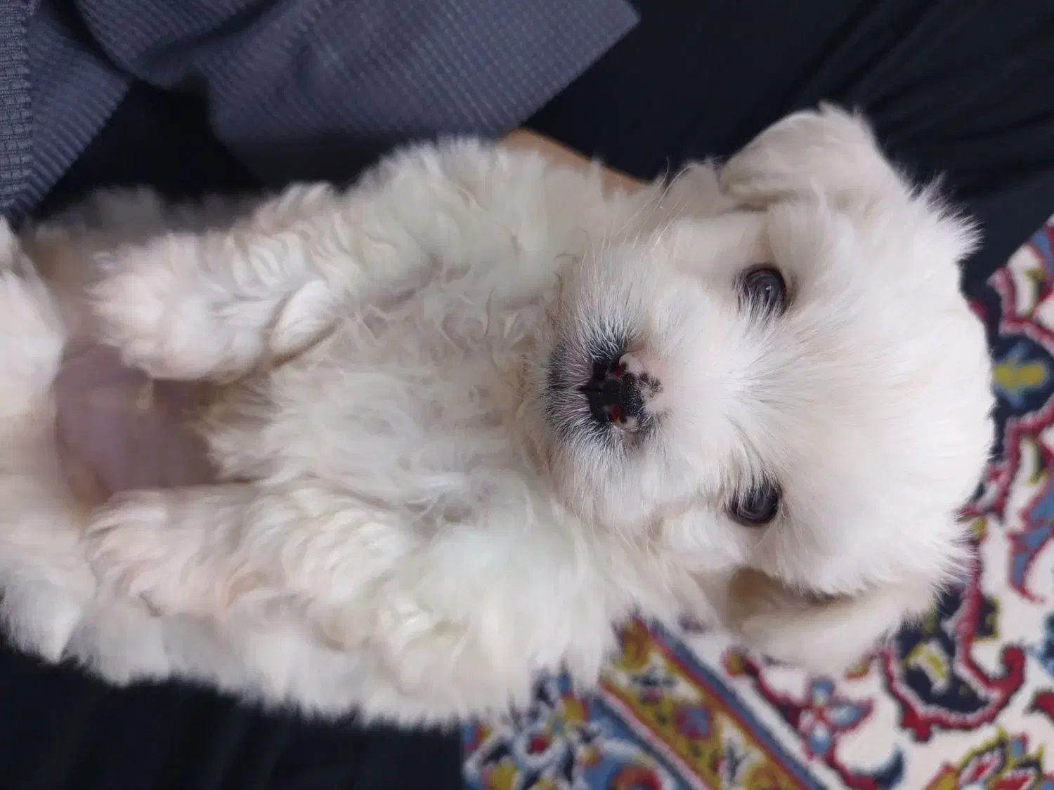 سگگ|سگ|شاهرود, |دیوار