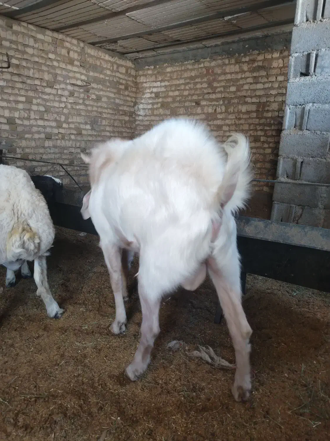 بزغاله پاکستانی نر وبره غندوزی قوچی|حیوانات مزرعه|قائن, |دیوار