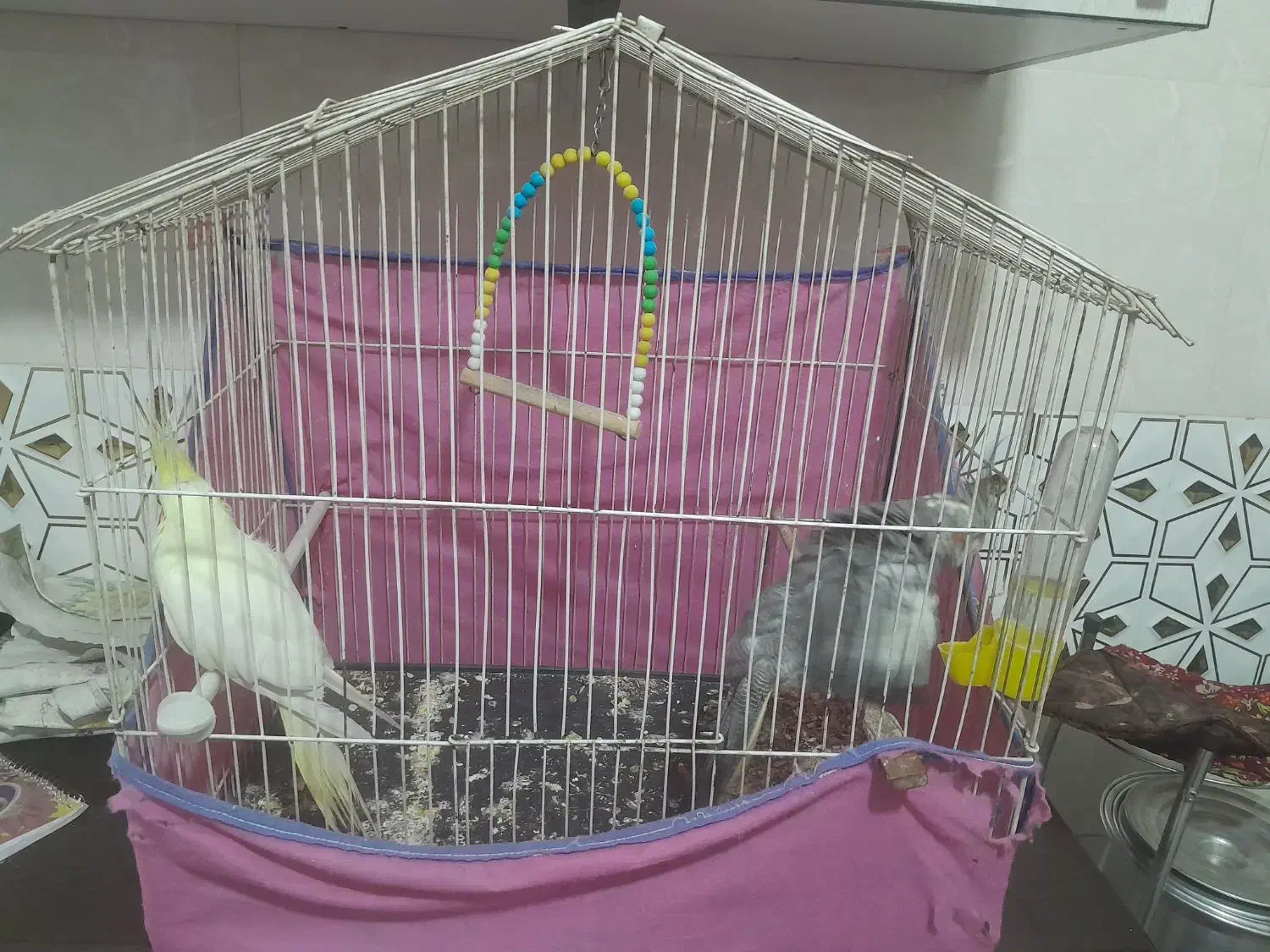 طوطی عروس هلندی|پرنده|محمدیه-قزوین, |دیوار