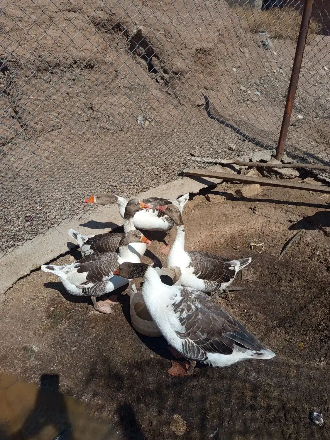 غاز|حیوانات مزرعه|ساوه, |دیوار