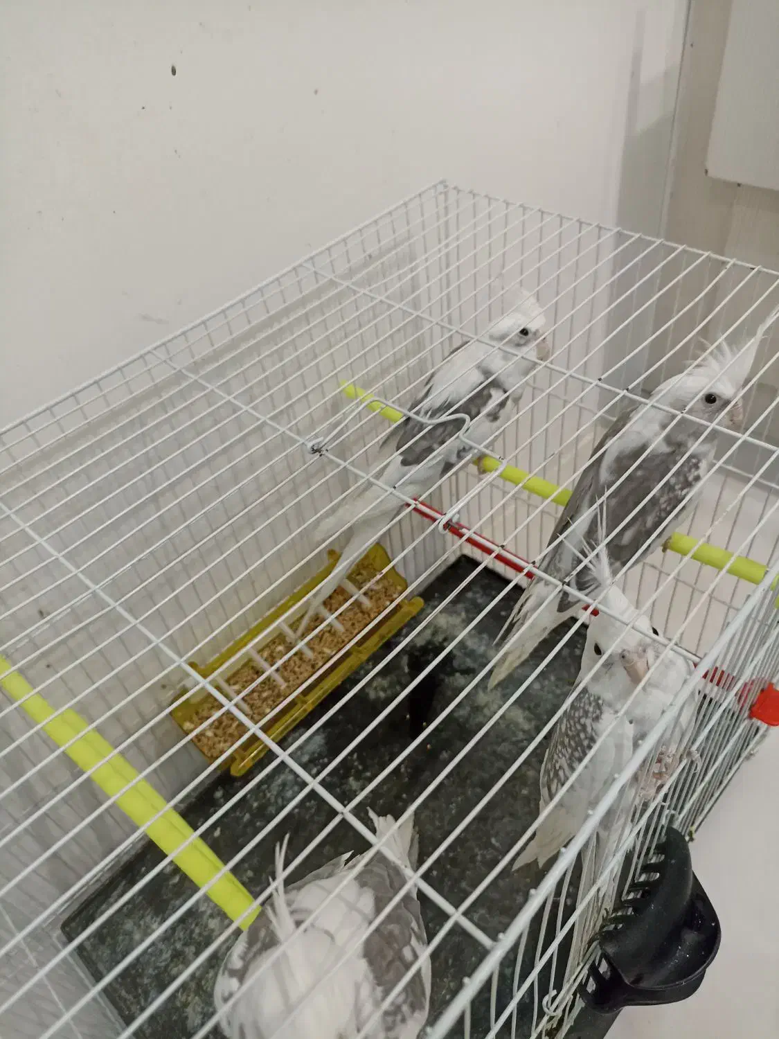 عروس هلندی دوکت آلبینو  مولد|پرنده|مشهد, امیریه|دیوار