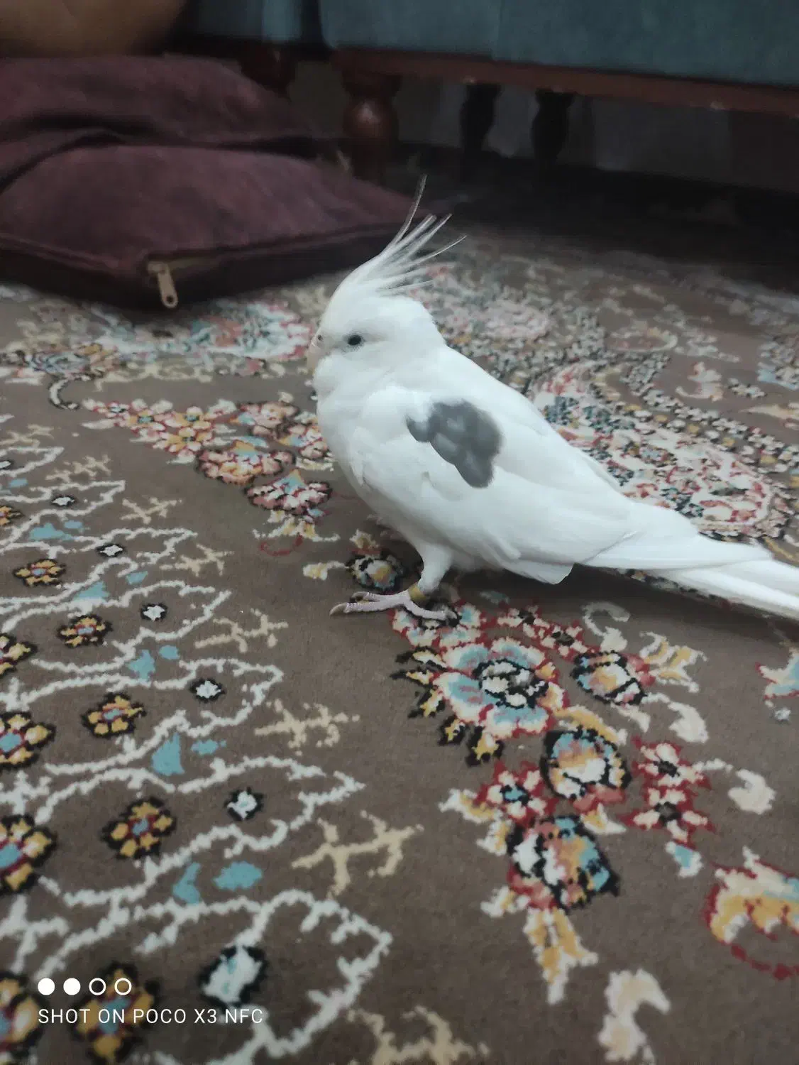 عروس هلندی آلبینو و آلبینو دوکت|پرنده|محمدشهر, ولدآباد|دیوار