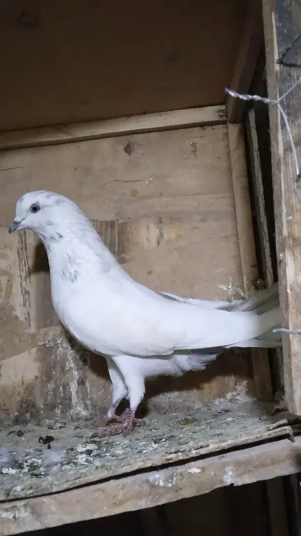 کبوتر پرشی|پرنده|کوهدشت, |دیوار