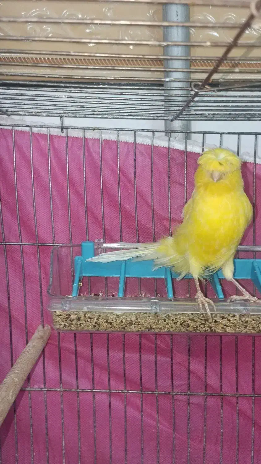 فروش10جفت قناری روی تخم و جوجه به صورت کلی و یک جا|پرنده|شاهرود, |دیوار