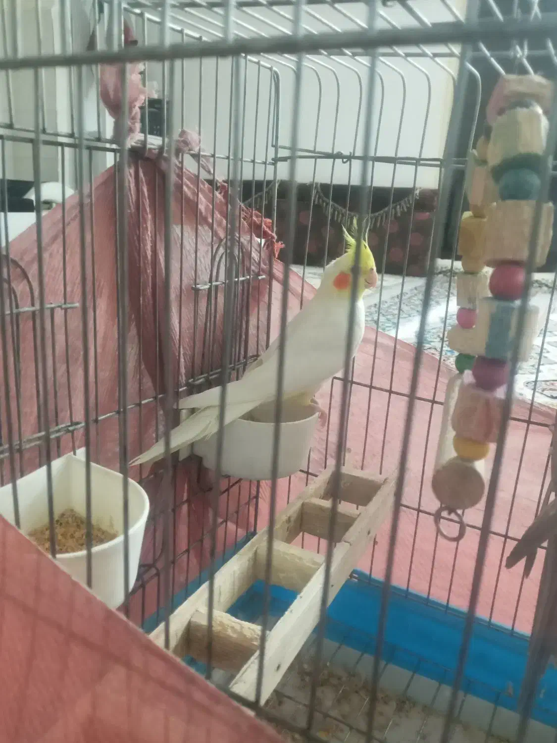 یک جفت عروس هلندی|پرنده|اشتهارد, |دیوار