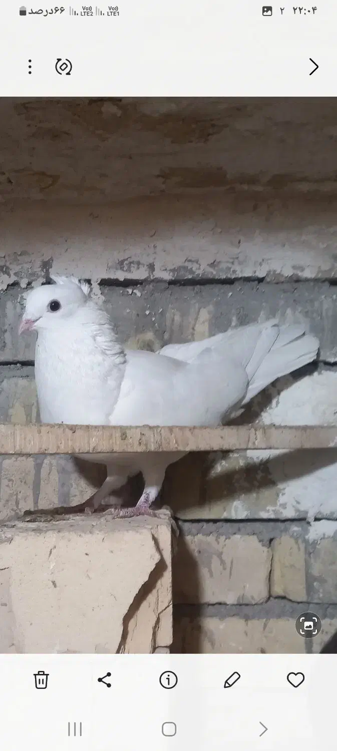 گرگی نر سفید کاکلی ماده|پرنده|ساوه, |دیوار