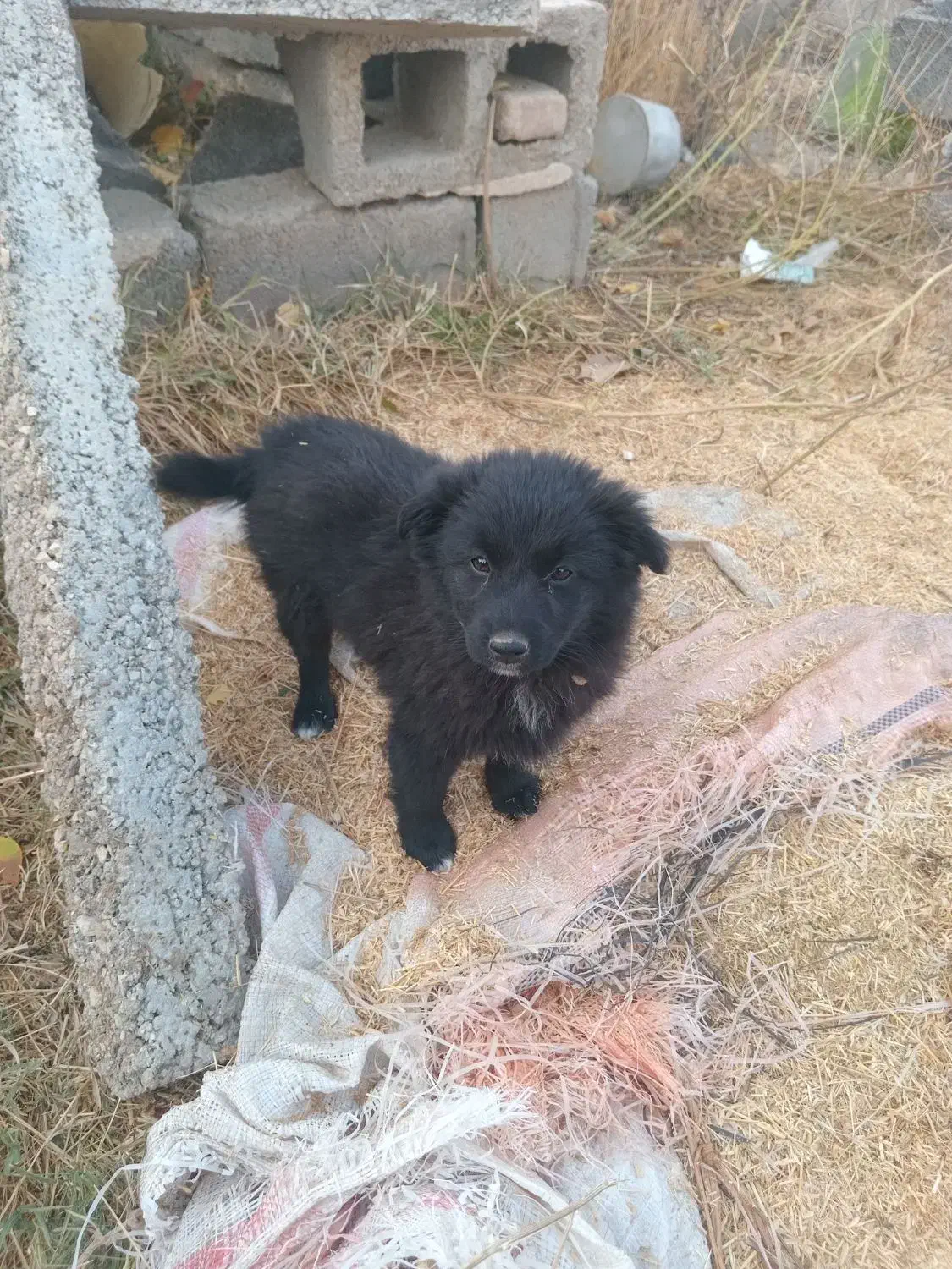 پاکوتا واگزاری|سگ|ارومیه, |دیوار