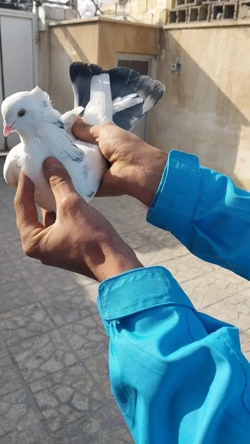 کفتر|پرنده|ماهدشت, |دیوار