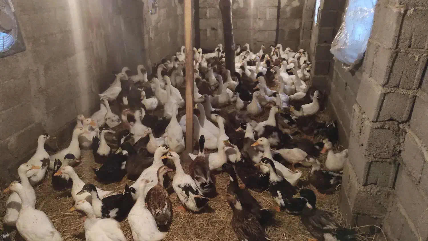 اردک گوشتی|حیوانات مزرعه|رودسر, |دیوار