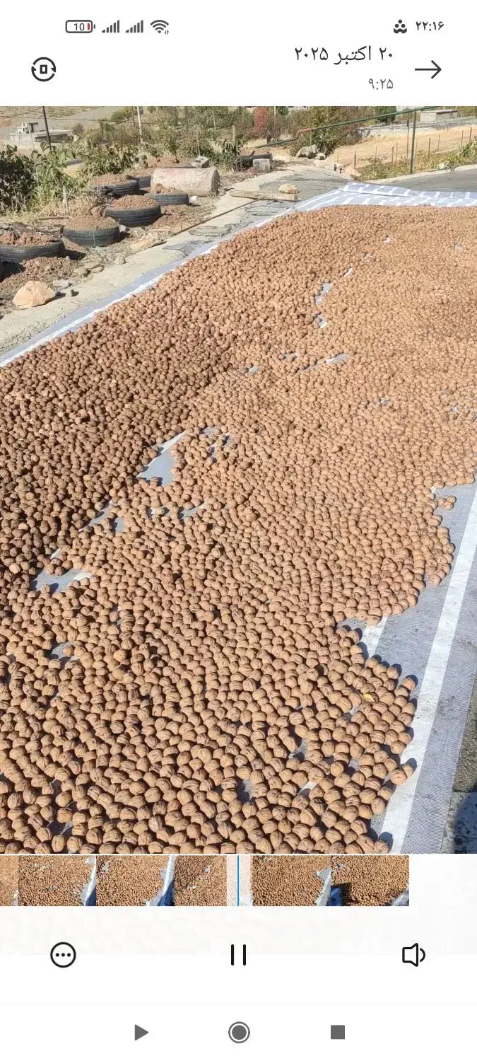 گردوی چندلروفرنور|خوردنی و آشامیدنی|سردشت, |دیوار