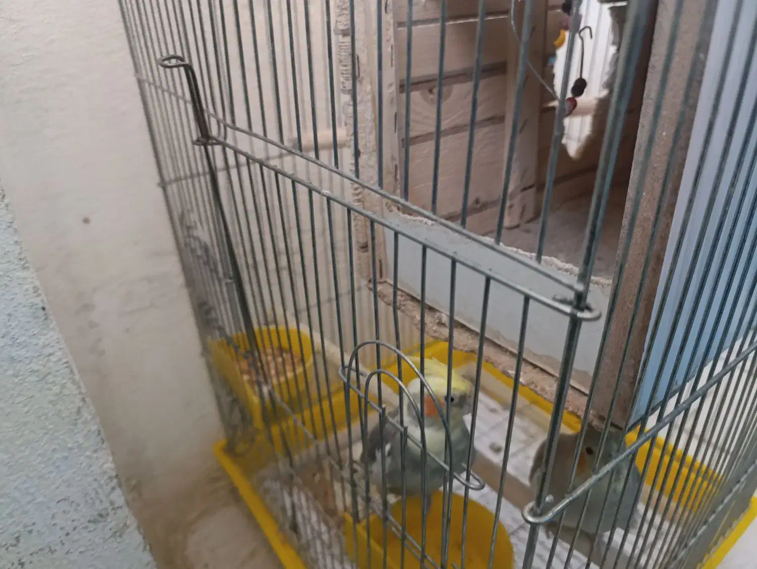 جفت نرو ماده عروس هلندی|پرنده|پاکدشت, پاکدشت (مامازند)|دیوار