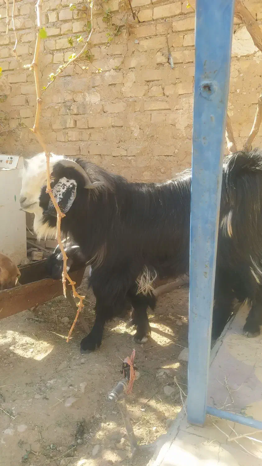 کهره چکل|حیوانات مزرعه|ششده و قره بلاغ, |دیوار