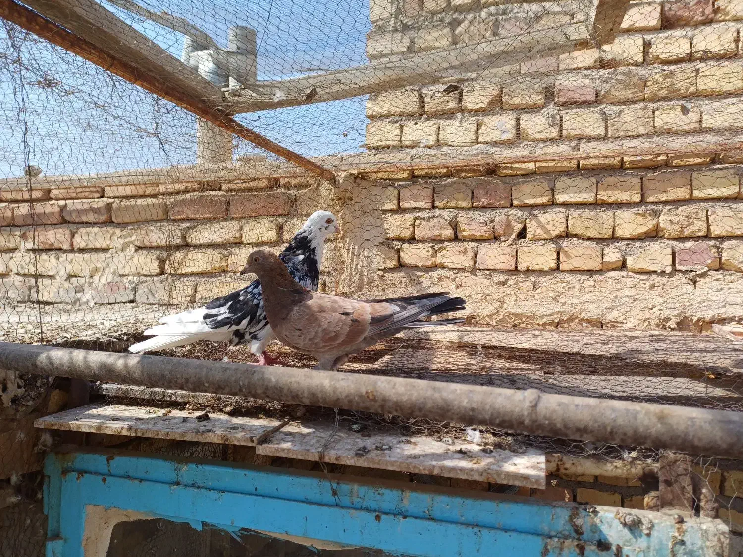 نر وماده سرور|پرنده|آران و بیدگل, |دیوار