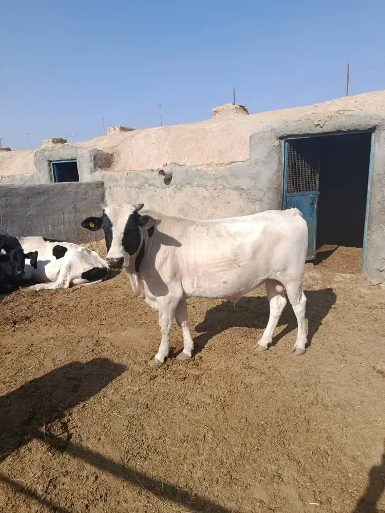 گوساله نر|حیوانات مزرعه|درمیان, |دیوار