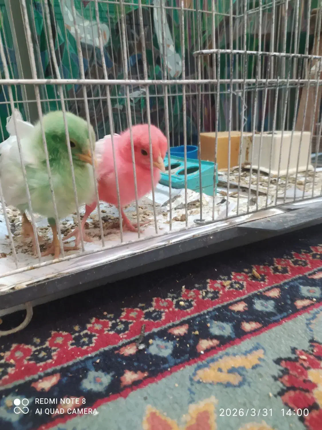 جوجه|پرنده|نیشابور, شهرک ولیعصر|دیوار