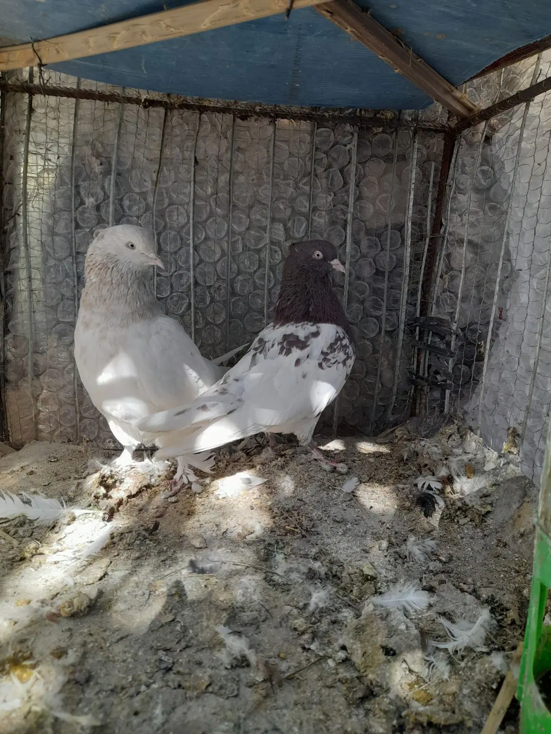 کفتر|پرنده|بم, |دیوار