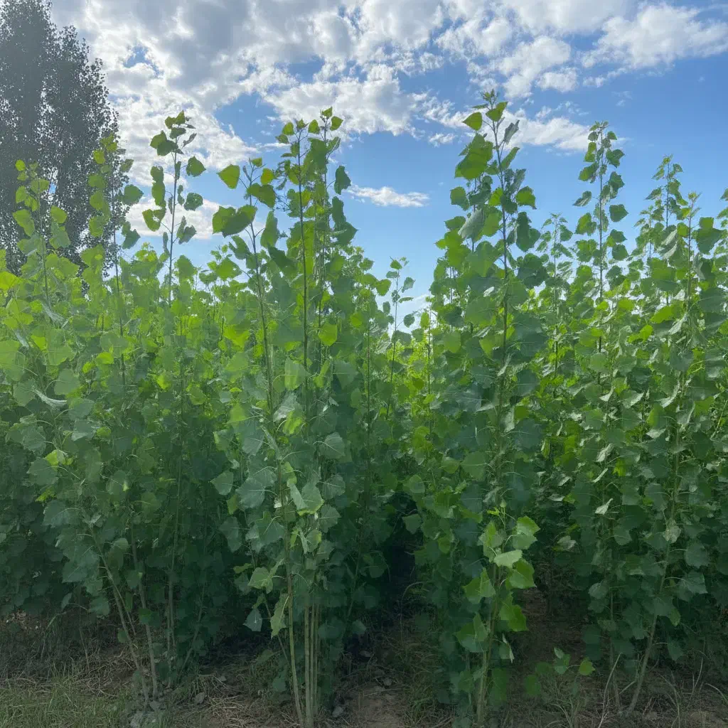 صنـوبر بکار سود بی‌نهایت ببر هدیه ویژه خرید امروز|خدمات باغبانی و درختکاری|تبریز, |دیوار