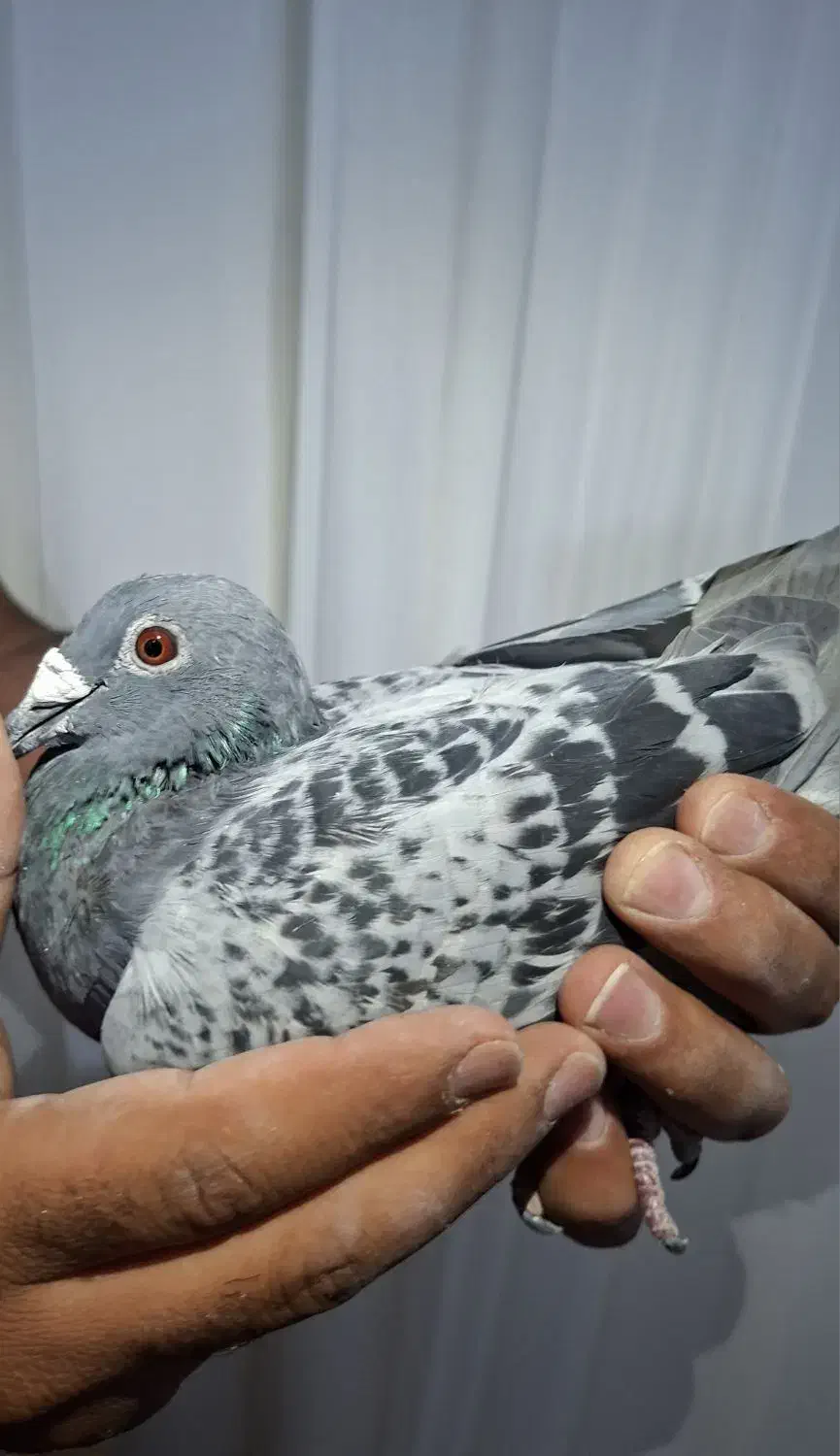 جفتپلاکیدلبر|پرنده|رونیز, |دیوار