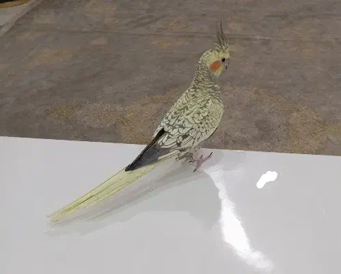 عروس هلندی مرواریدی|پرنده|قرچک, مهدیه|دیوار