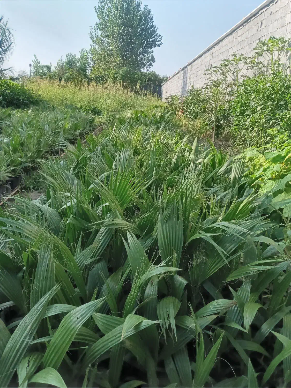 فروش نهال پالم وفونیکس|گل و گیاه طبیعی|آمل, |دیوار