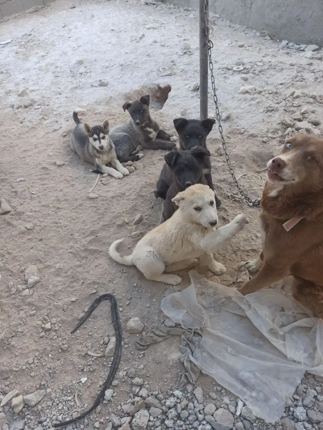 توله سگ های هاسکی|سگ|بستان آباد, |دیوار