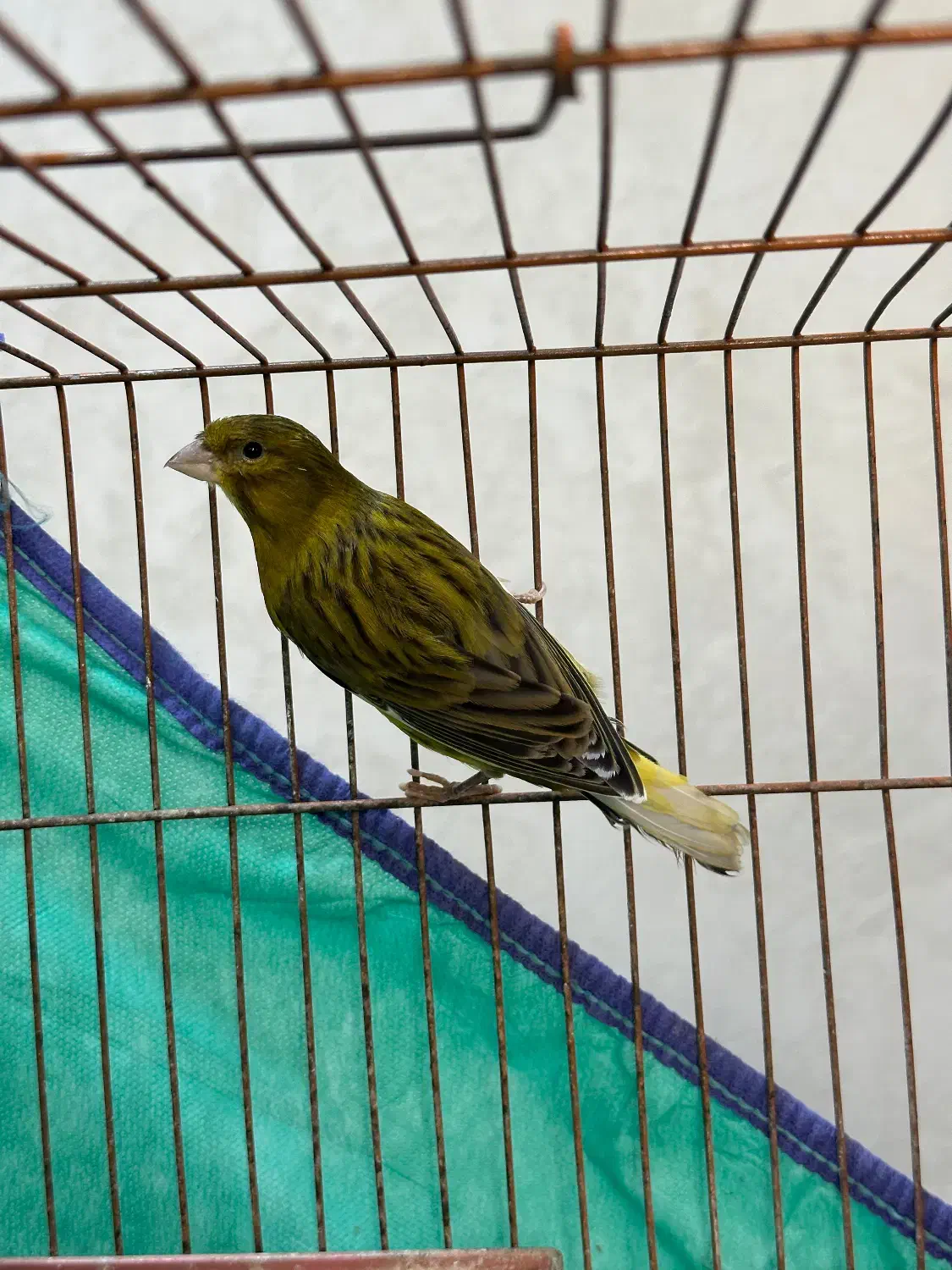 قناری نر|پرنده|رشت, باهنر|دیوار