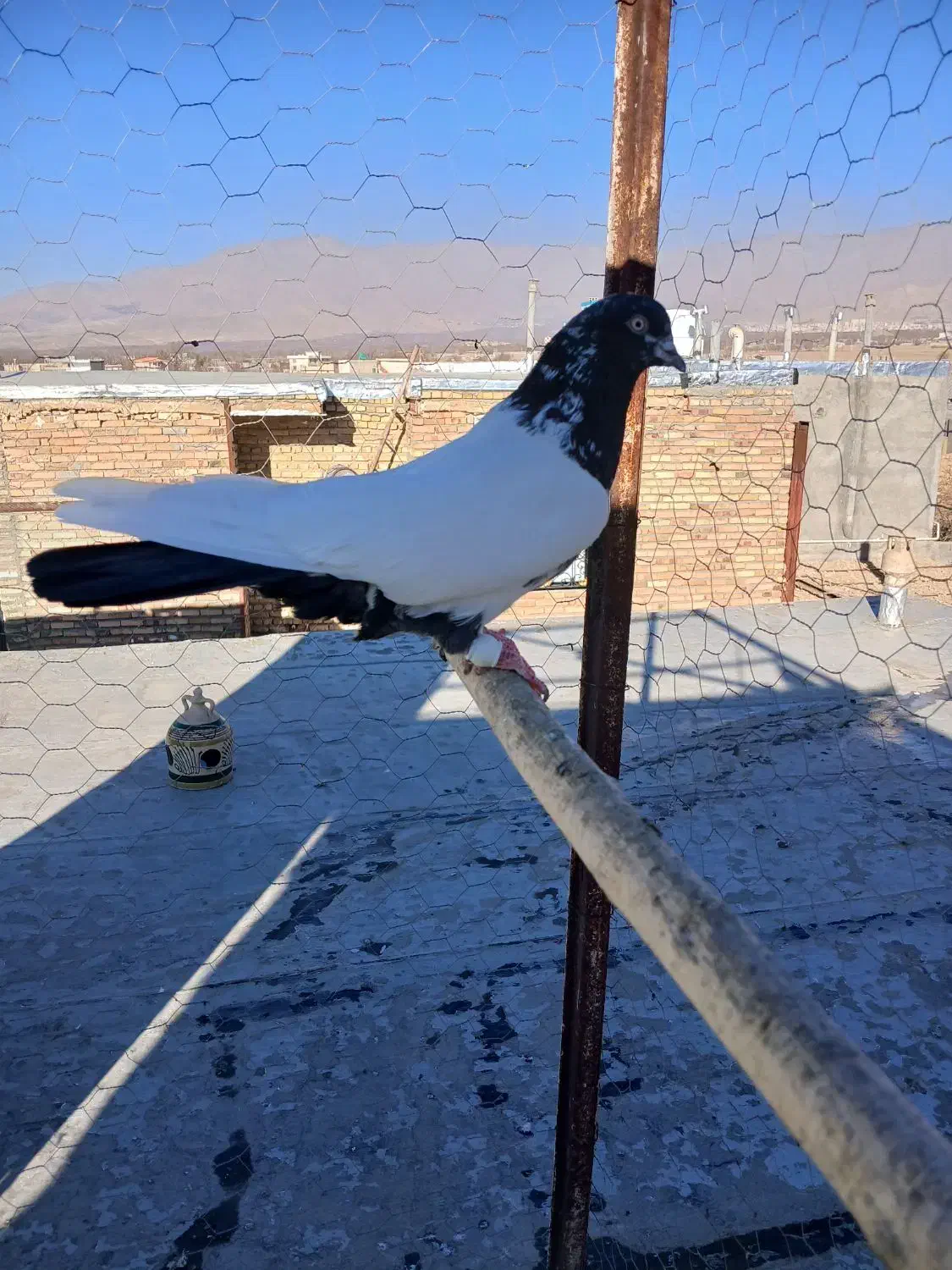 کبوتر|پرنده|تویسرکان, |دیوار