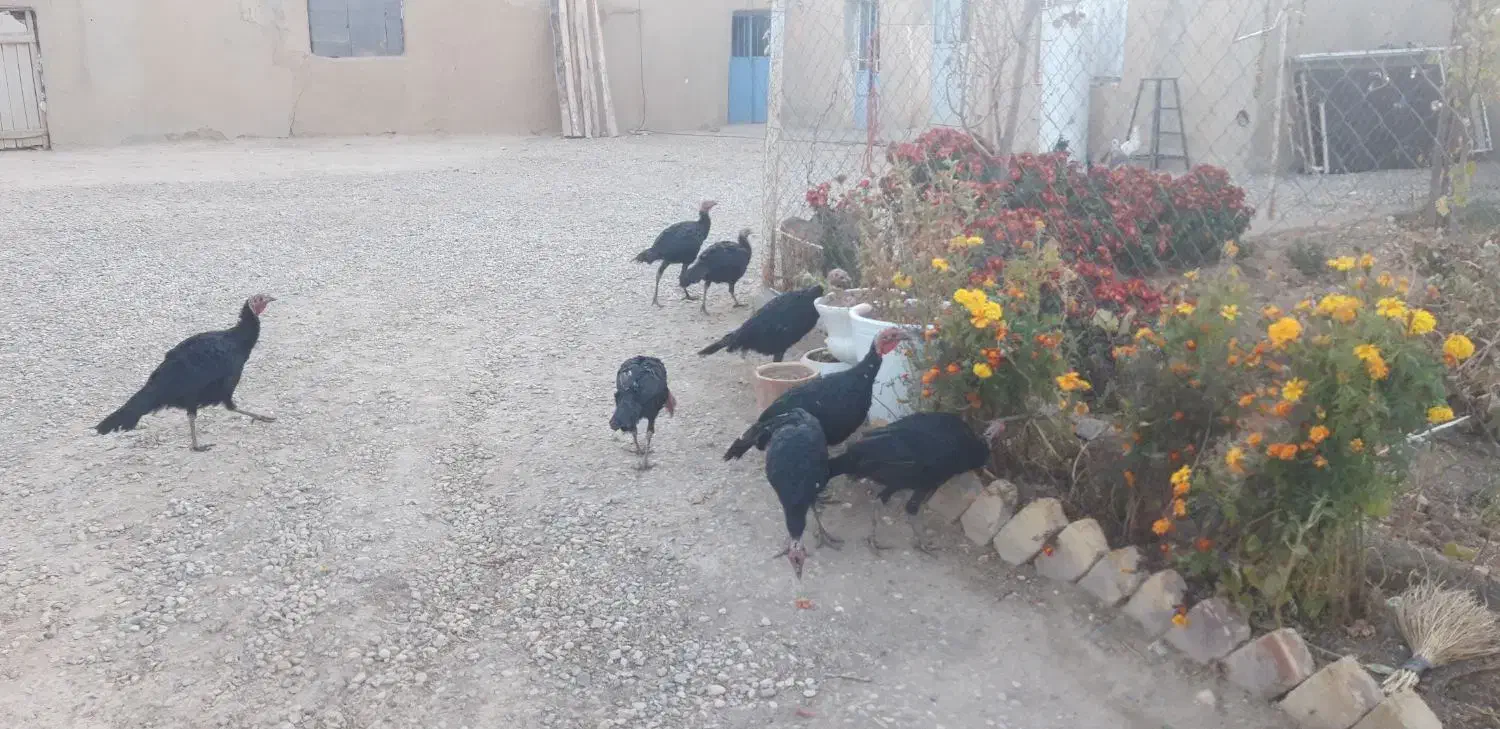 بوقلمون|حیوانات مزرعه|گل تپه, |دیوار