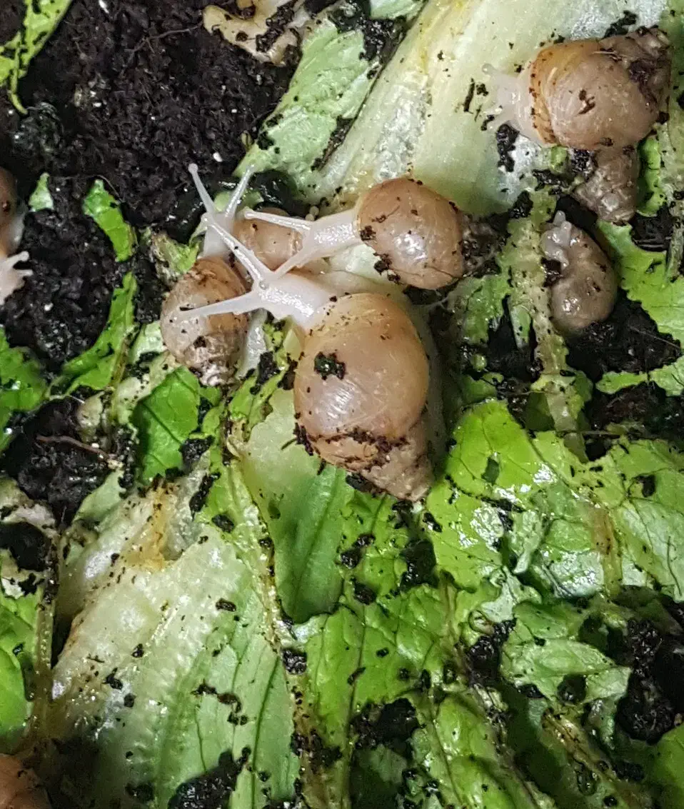 حلزون|خزنده|تهران, صاحب الزمان|دیوار