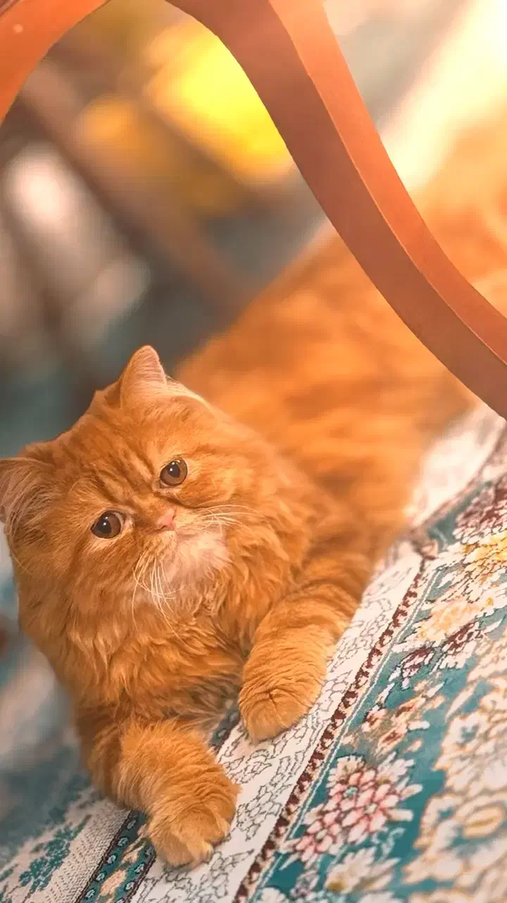 واگذاری گربه پرشین|گربه|آبیک, |دیوار