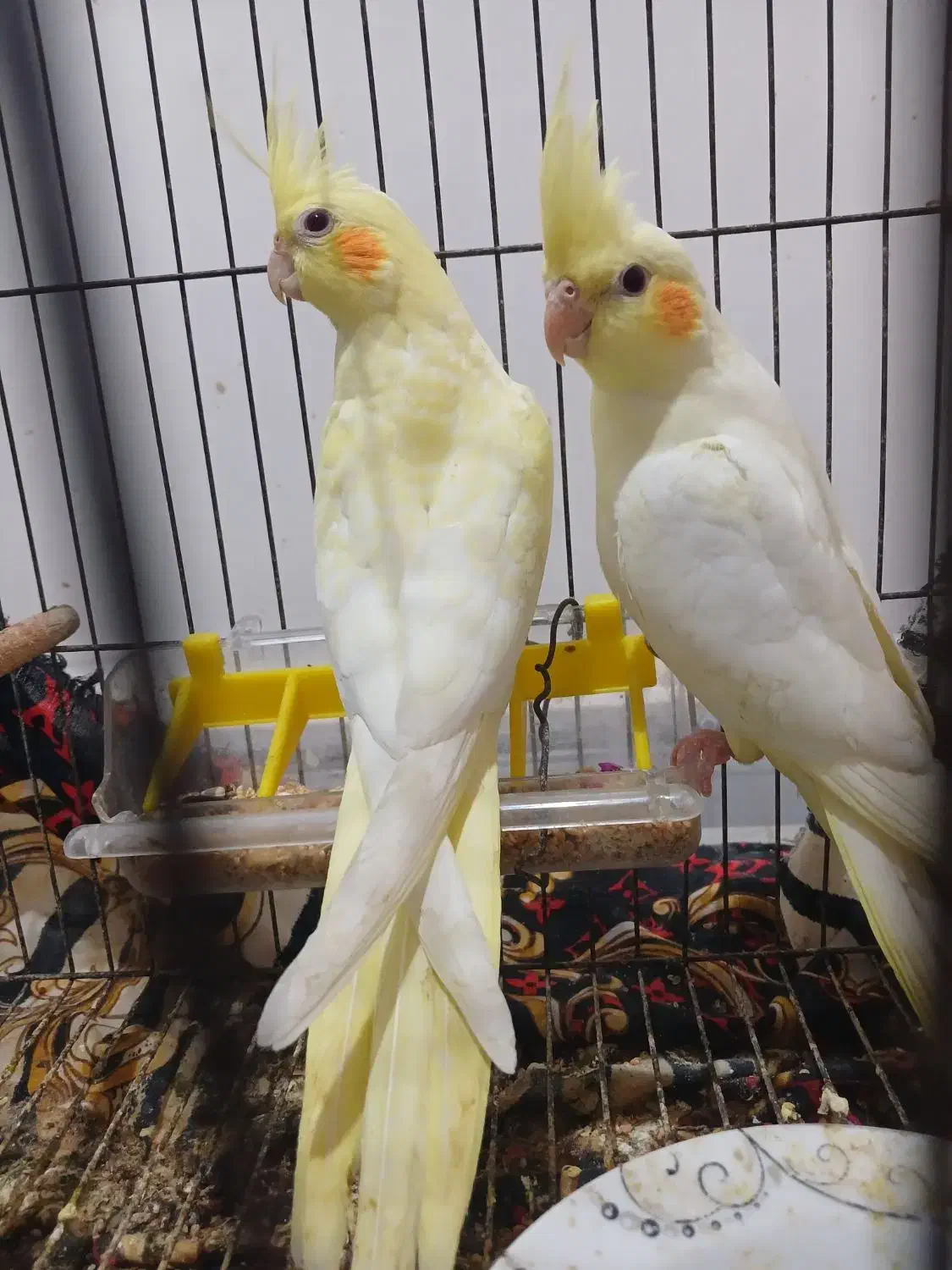 عروس هلندی|پرنده|کارون, |دیوار