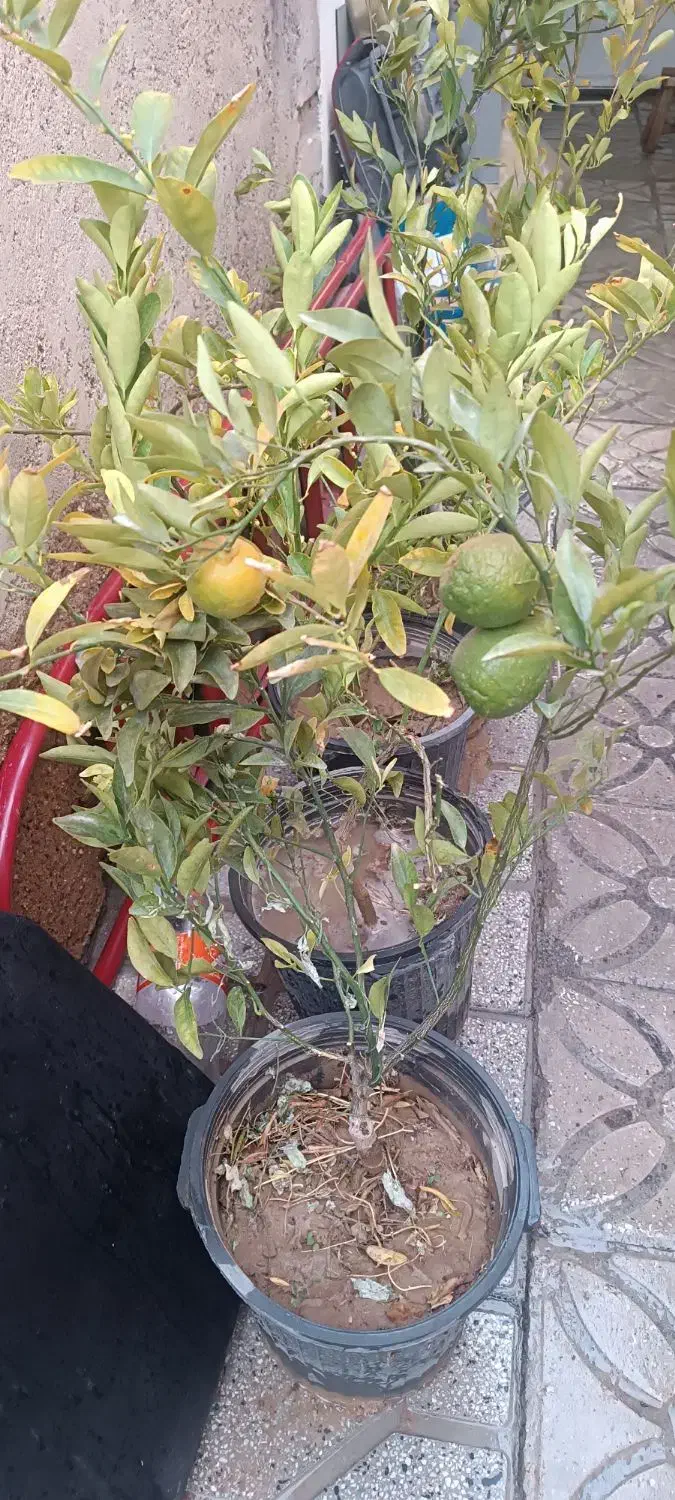 درخت لیمو چهارفصل و نارنگی ثمر دار|گل و گیاه طبیعی|شیراز, شیخ علی چوپان|دیوار