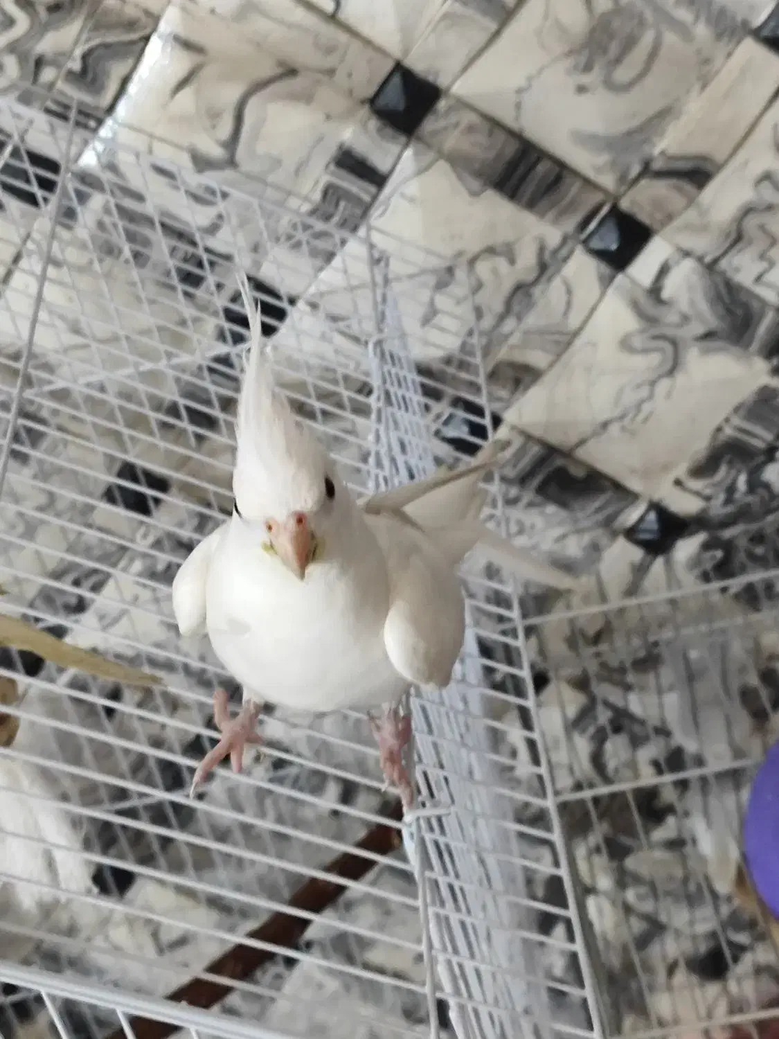 یک عدد عروس هلندی آلبینو ماده مست|پرنده|دماوند, گیلاوند|دیوار