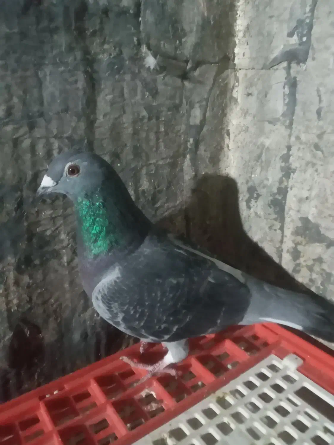 کبوترمسافتی|حیوانات|آزادشهر, |دیوار