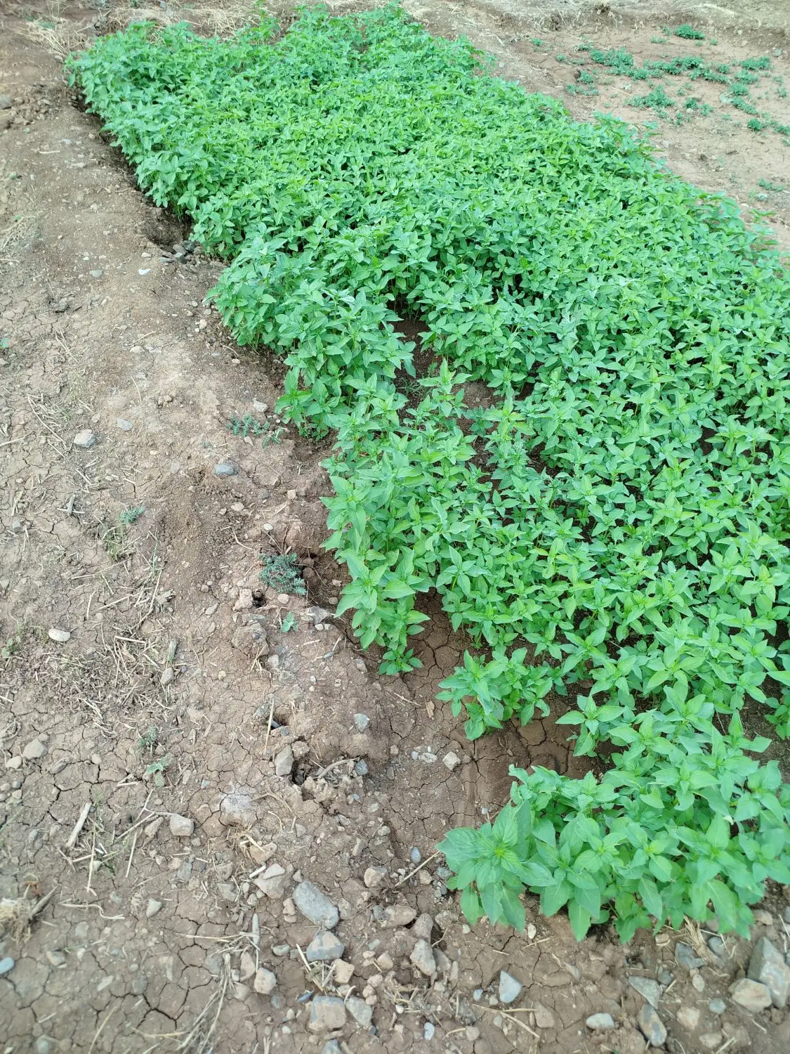 سبزی|خوردنی و آشامیدنی|صحنه, |دیوار