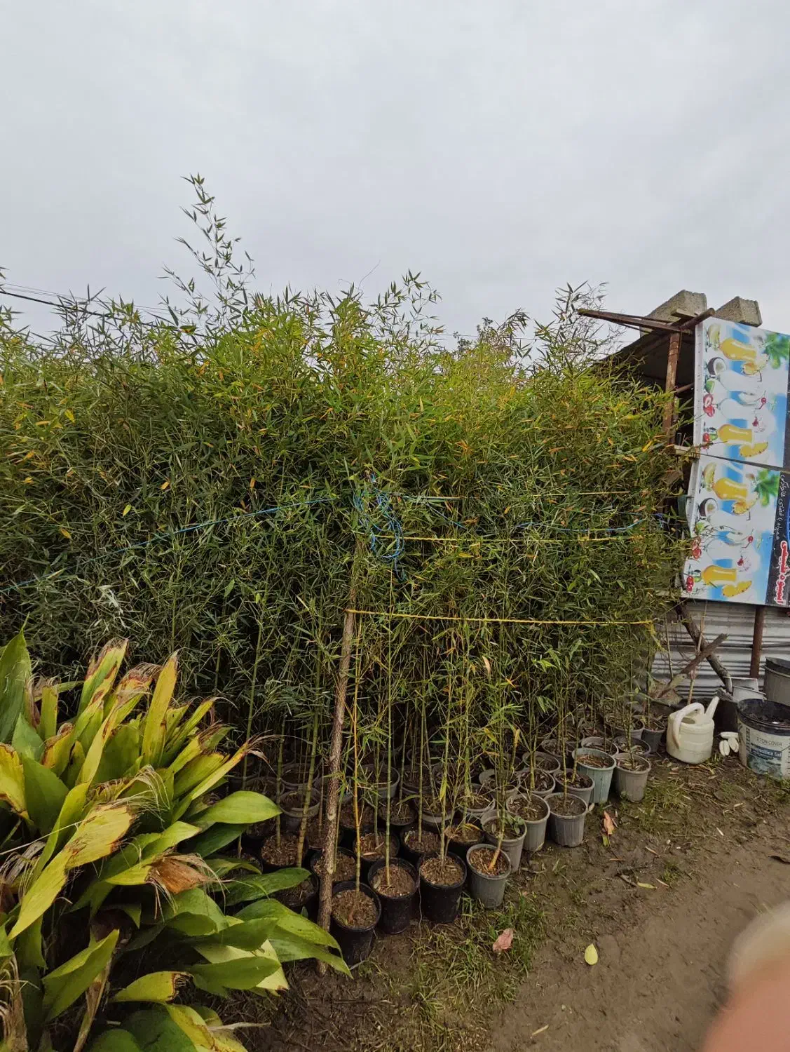 انواع گل های باغچه|گل و گیاه طبیعی|کتالم و سادات شهر, |دیوار