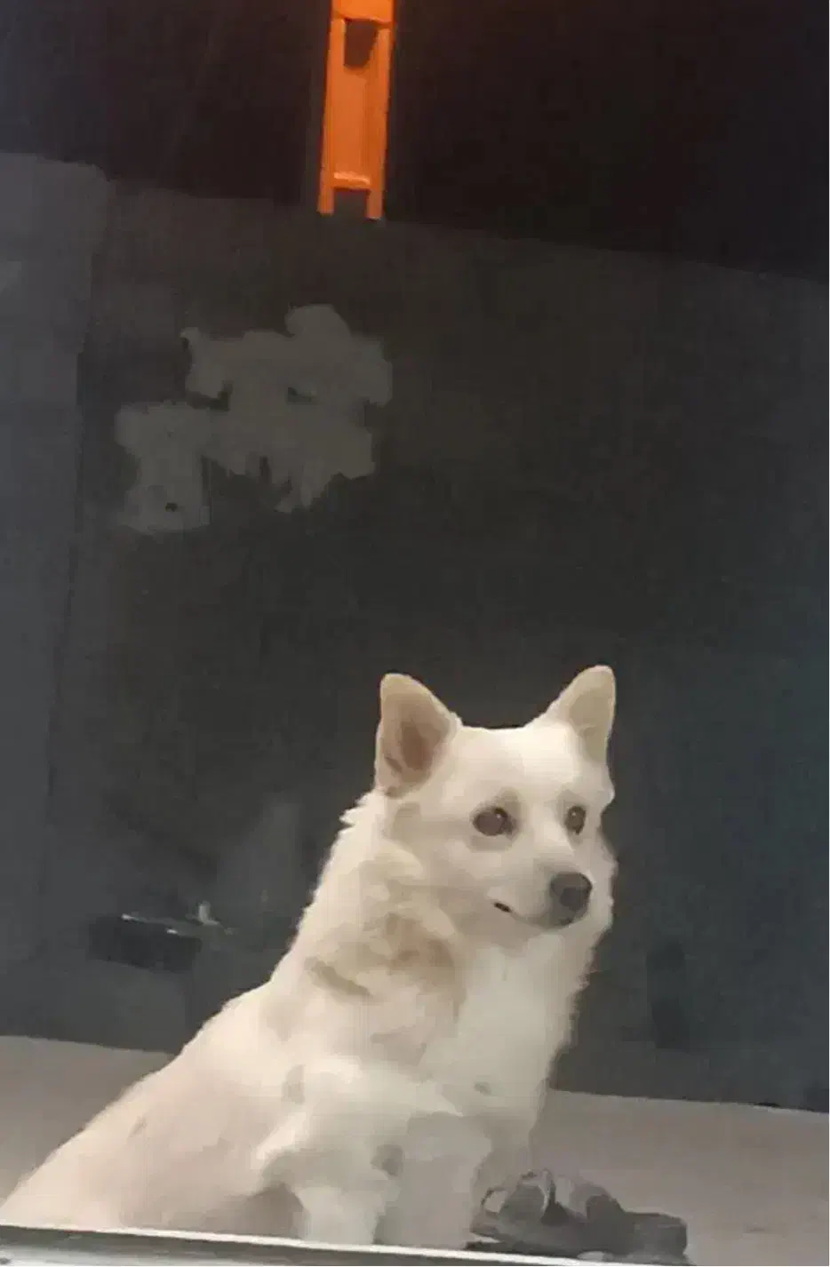 سگ اشپیتز|سگ|یزد, |دیوار