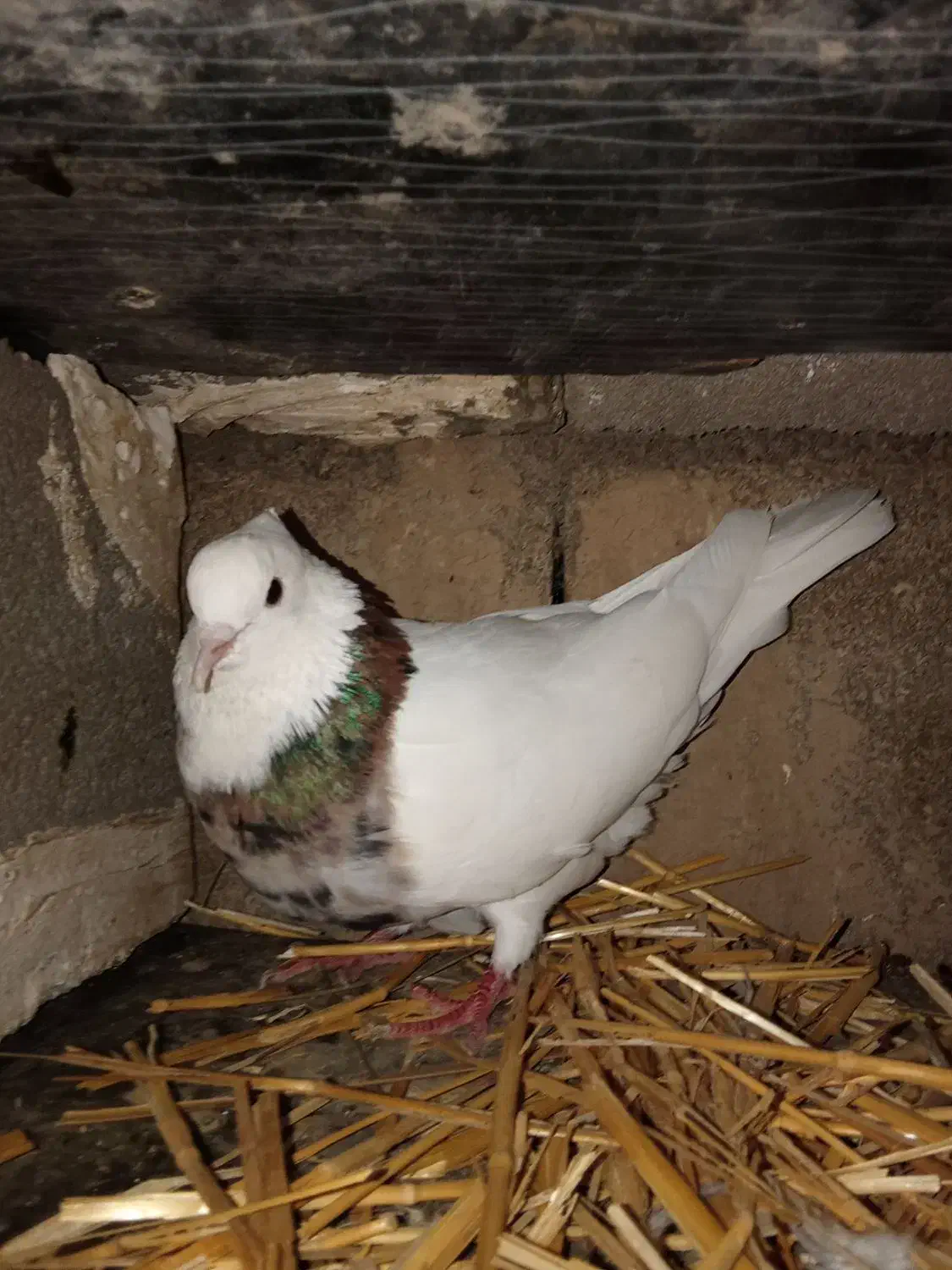 کبوتر خوب|پرنده|گتوند, |دیوار