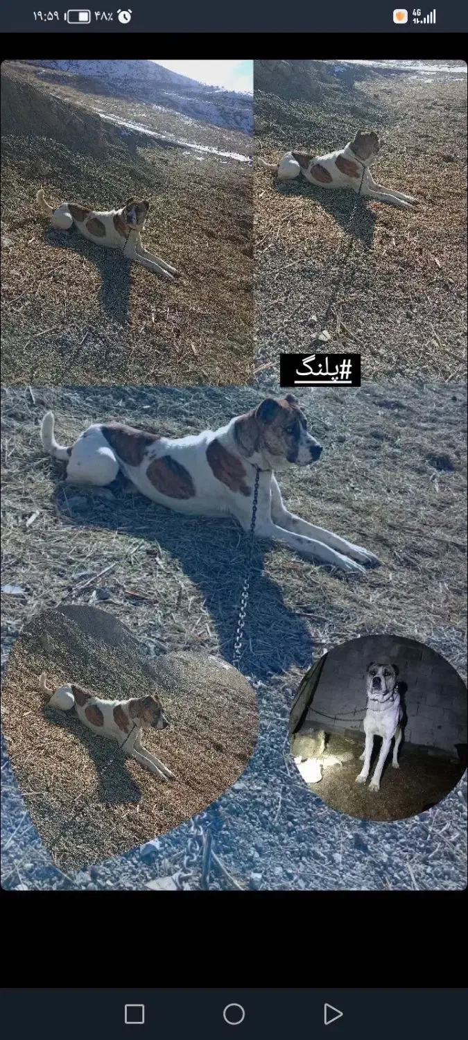 پلنگ ۳ساله گوسفندی|سگ|شیروان (خراسان), |دیوار